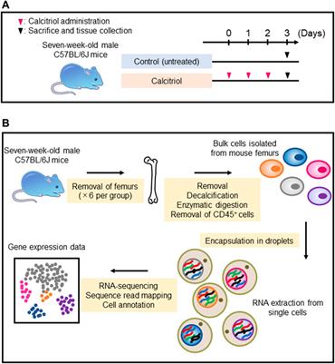 Single-cell RNA sequencing identifies Fgf23-expressing osteocytes in response to 1,25-dihydroxyvitamin D3 treatment